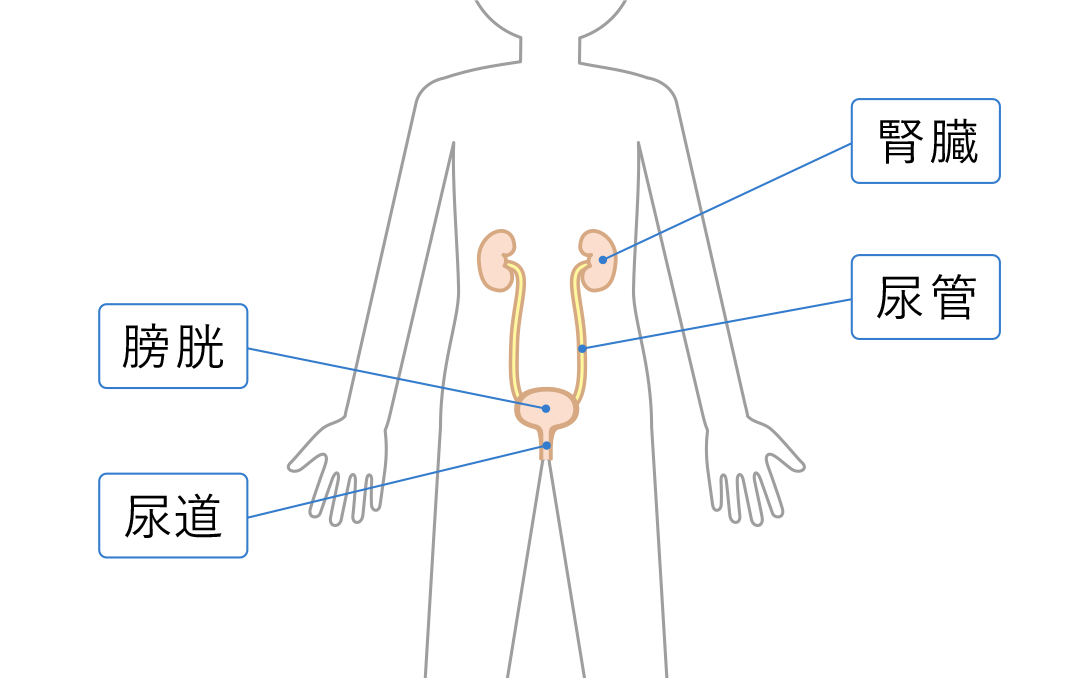 模式図 膀胱と尿道